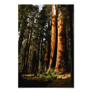 Foto Parque nacional Sequoia