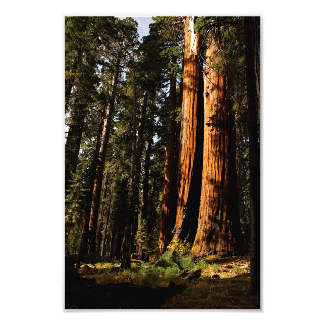 Foto Parque nacional Sequoia (Frente)