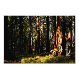 Foto Parque nacional Sequoia