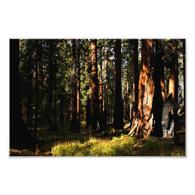 Foto Parque nacional Sequoia (Frente)