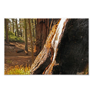 Foto Parque nacional Sequoia