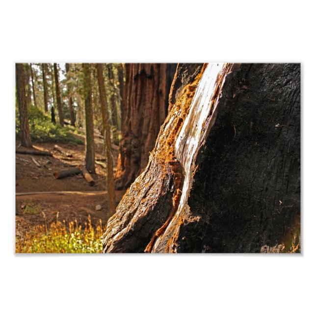 Foto Parque nacional Sequoia (Frente)