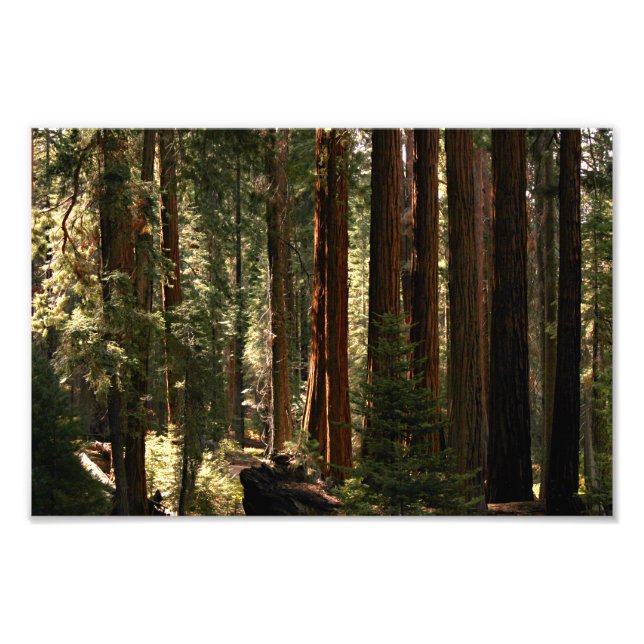Foto Parque nacional Sequoia (Frente)