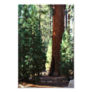 Foto Parque nacional Sequoia