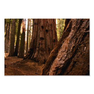 Foto Parque nacional Sequoia