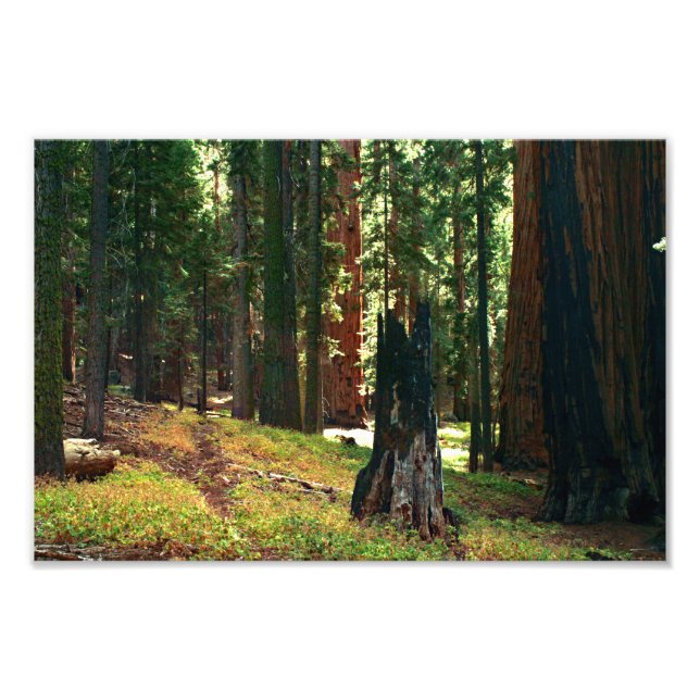 Foto Parque nacional Sequoia (Frente)