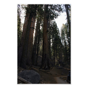 Foto Parque nacional Sequoia