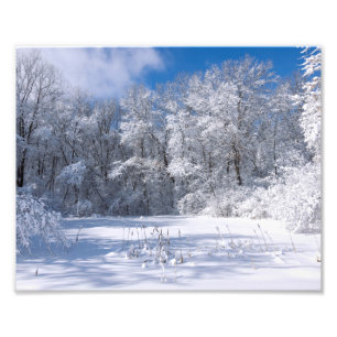 Foto Parque y árboles Snowy Marthaler