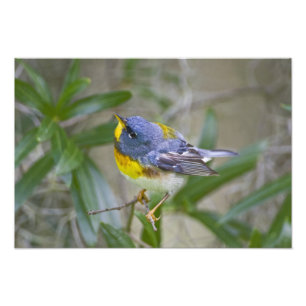 Foto Parula americana (Parula americana)