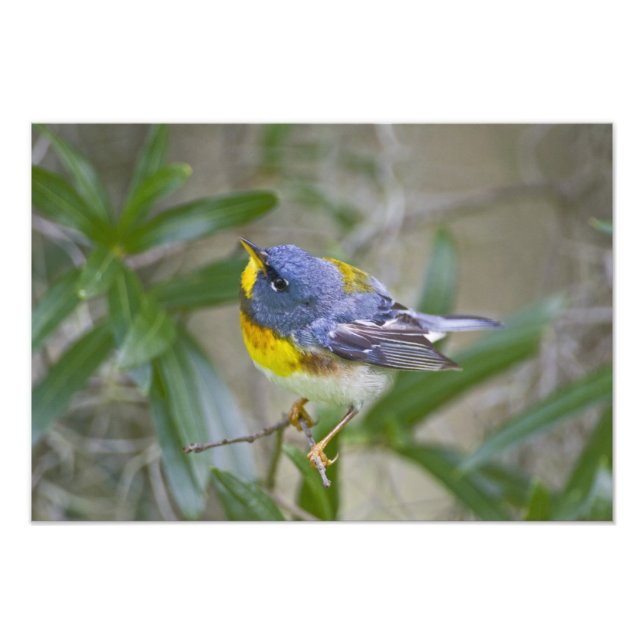Foto Parula americana (Parula americana) (Frente)