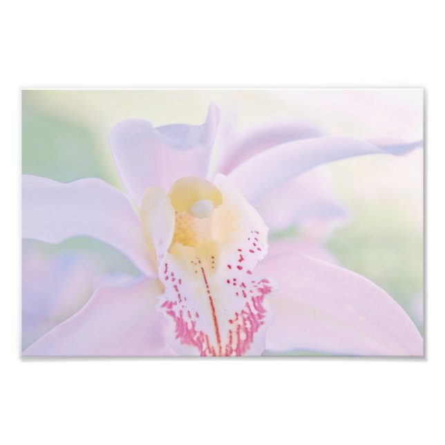 Foto Pastel Orchid (Frente)