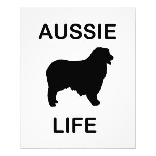 Foto pastor australiano aussie life