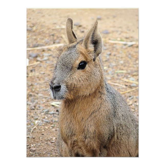 FOTO PATAGONIAN MARA (Frente)