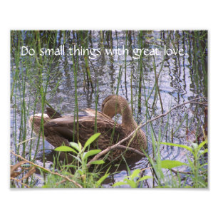 Foto Pato acicalándose entre los juncos.