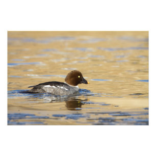 Foto Pato de Goldeneye común femenino
