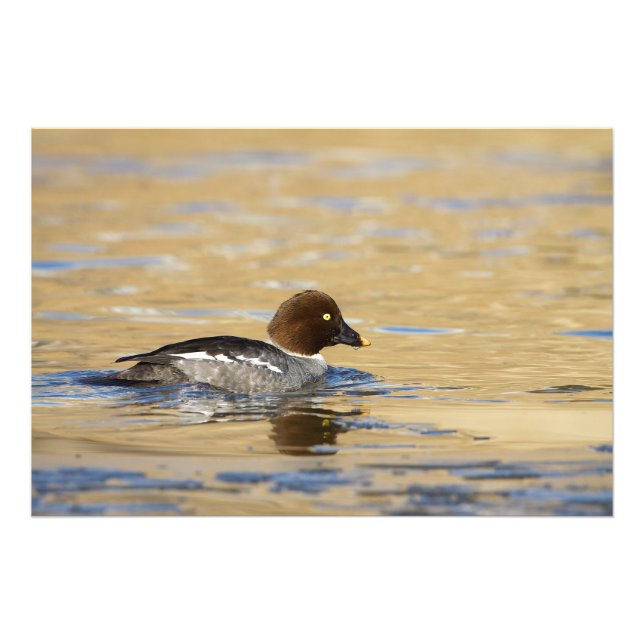 Foto Pato de Goldeneye común femenino (Frente)