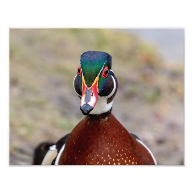 Foto Pato de madera (Frente)