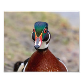 Foto Pato de madera