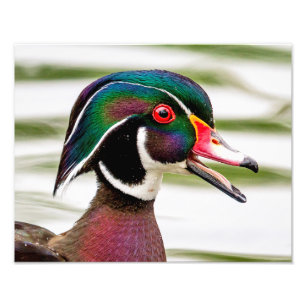 Foto Pato de madera