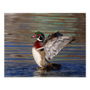 Foto Pato de madera 14x11