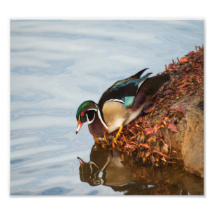 Foto Pato de madera en la orilla