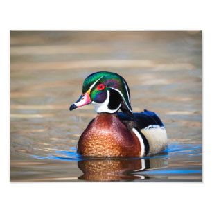 Foto Pato de madera en un estanque