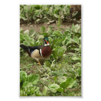 Pato de madera masculina