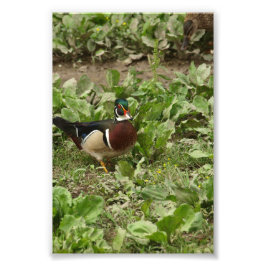 Foto Pato de madera masculina