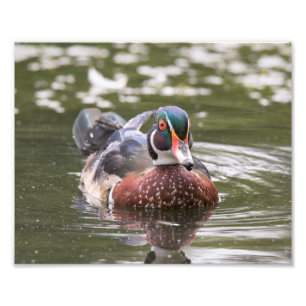 Foto Pato De Madera Masculino Flotando A Lo Largo De La