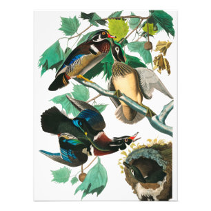 Foto Pato de madera por John James Audubon