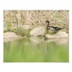Foto Pato de madera sobre las rocas de estanque