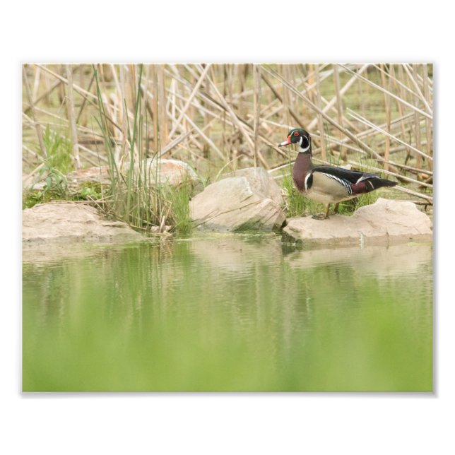 Foto Pato de madera sobre las rocas de estanque (Frente)