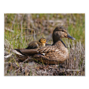 Foto Pato de mamá mallard de Cute Chillin y Duckland be
