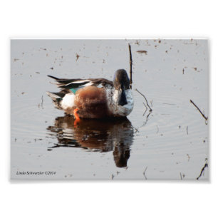 Foto Pato de palas nórdicas 5X7