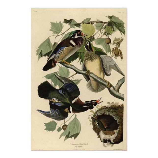 Foto Pato de verano, pato de madera, aves de América de (Frente)