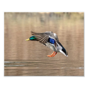 Foto pato del pato silvestre 10x8 en vuelo