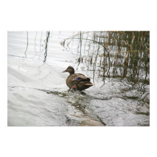 Foto Pato gris en el lago oscuro