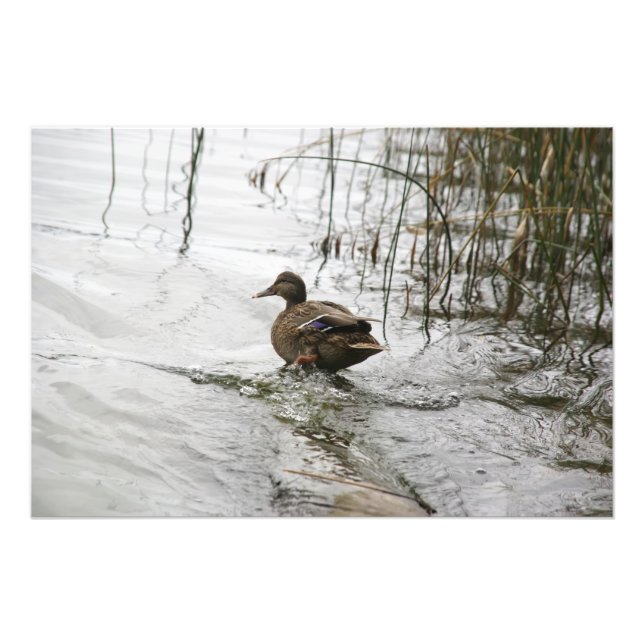 Foto Pato gris en el lago oscuro (Frente)