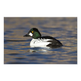 Foto Pato macho Goldeneye