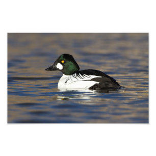 Foto Pato macho Goldeneye