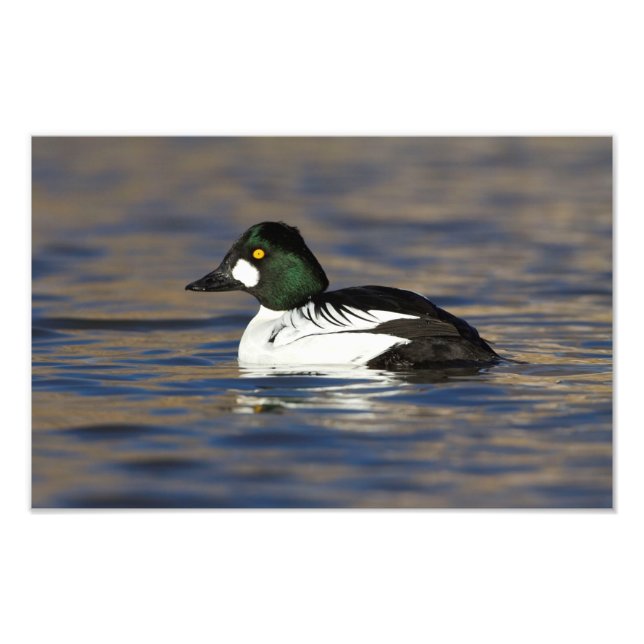 Foto Pato macho Goldeneye (Frente)