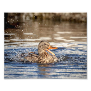 Foto Pato Mallard 10x8 en Downing Park