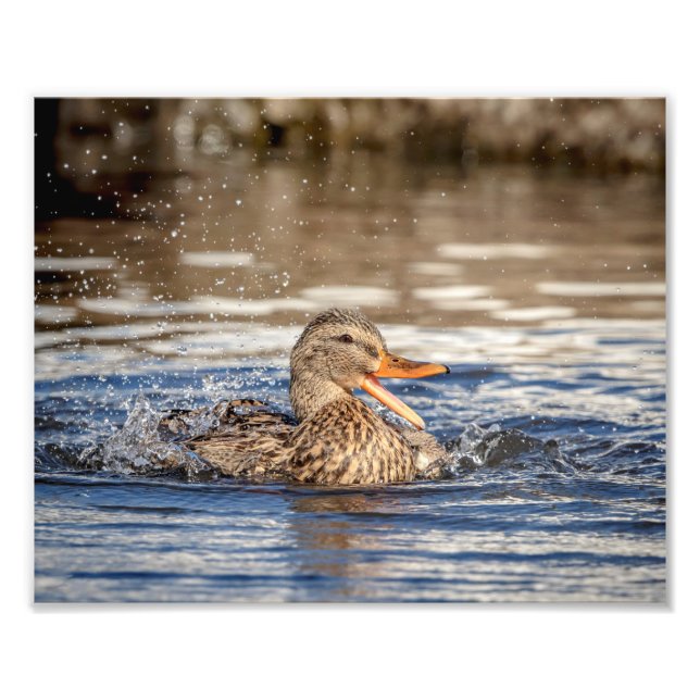 Foto Pato Mallard 10x8 en Downing Park (Frente)