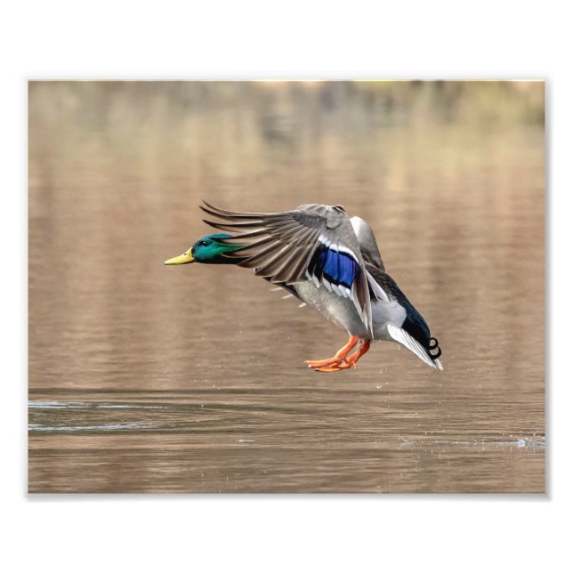 Foto Pato Mallard 10x8 en vuelo (Frente)