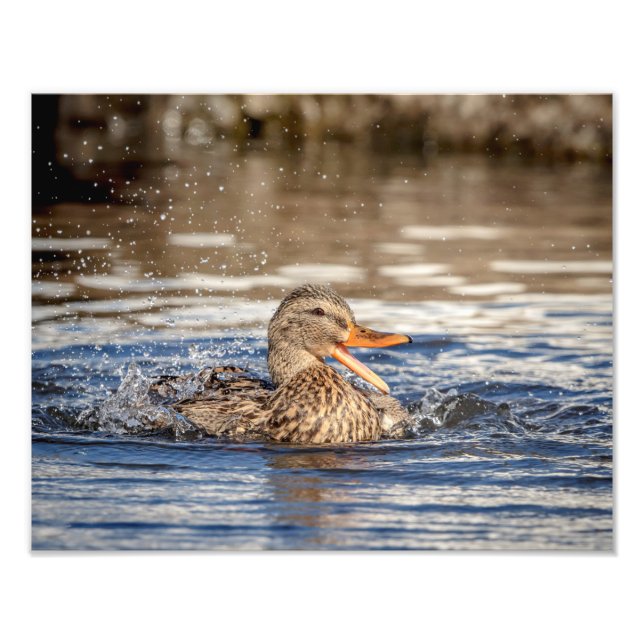 Foto Pato Mallard 14x11 en Downing Park (Frente)