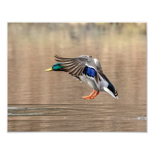 Foto Pato Mallard 14x11 en vuelo (Frente)