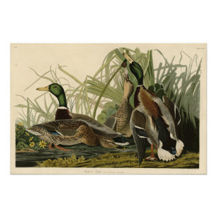 Foto Pato Mallard de los pájaros de América de Audubon