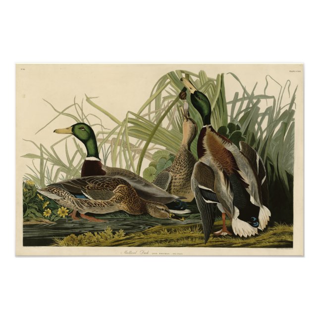 Foto Pato Mallard de los pájaros de América de Audubon (Frente)
