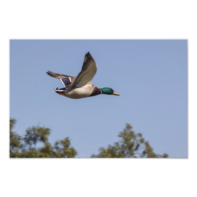 Foto Pato mallard en vuelo (Frente)