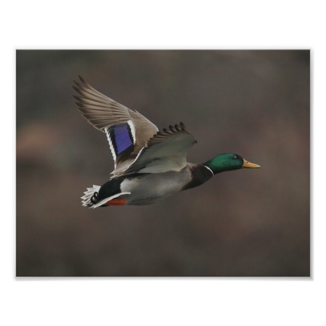 Foto Pato Mallard en vuelo - 1 (Frente)